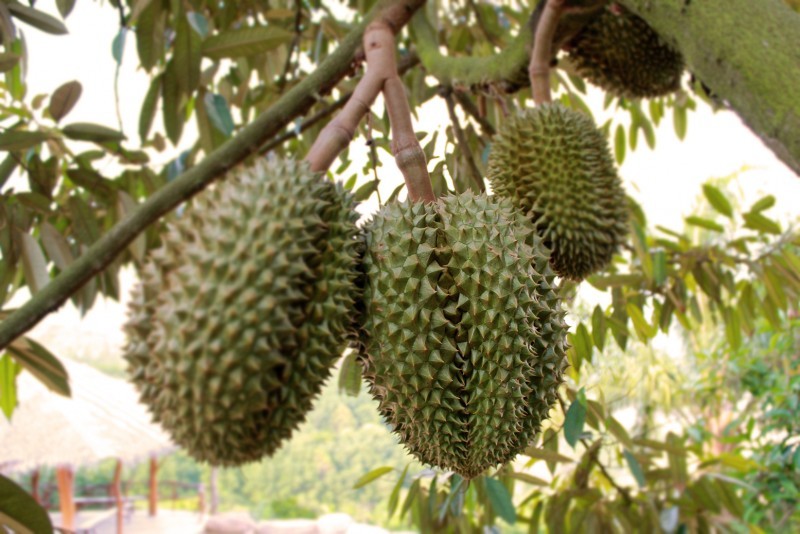 จันทบุรี