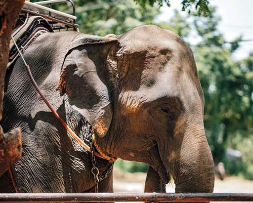 สุรินทร์