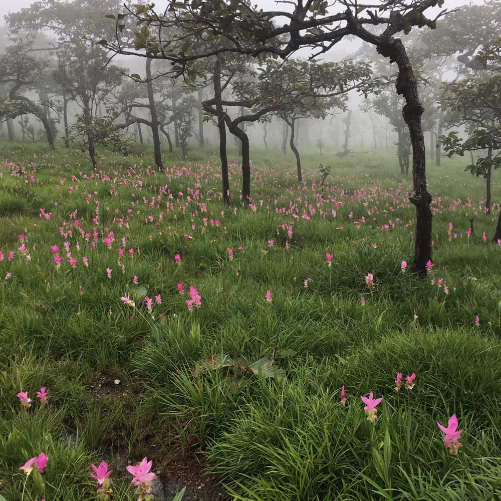 ชัยภูมิ